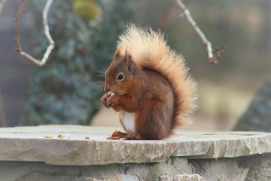 Red Squirrel in the garden at Cray House