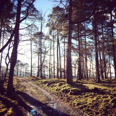 Beautiful Scots Pine trees on side of Loch Shiel, Scotland